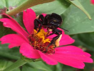 Invento permite estudos precisos, em abelhas eussociais primitivas e solitárias, sobre agentes tóxicos e comportamento