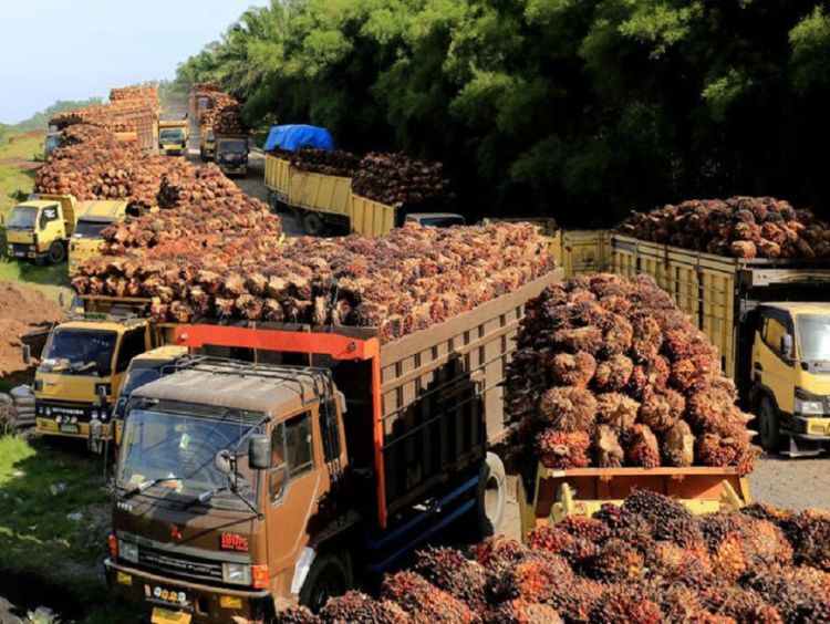 Índia avalia elevar imposto de importação de óleo de palma