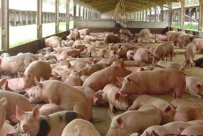 Propriedade de criação de porcos tem fiação furtada em São Carlos