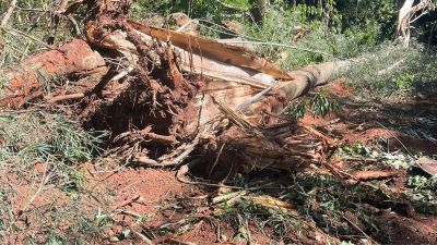 Lineu constata provável crime ambiental nas margens do Córrego Gregório