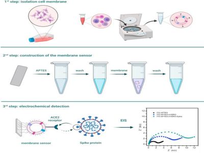 Pesquisadores da USP de São Carlos desenvolvem novo biossensor para SARS-CoV-2