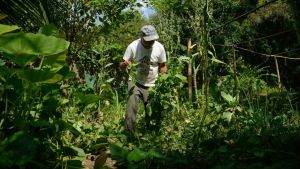 Edital seleciona 36 projetos para fortalecer agricultura familiar