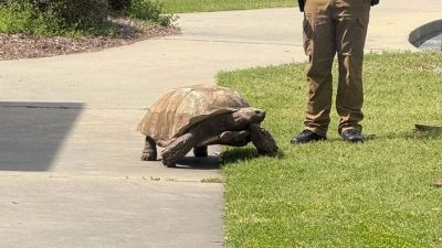 Tartaruga “foge” de instituto e mobiliza polícia nos EUA