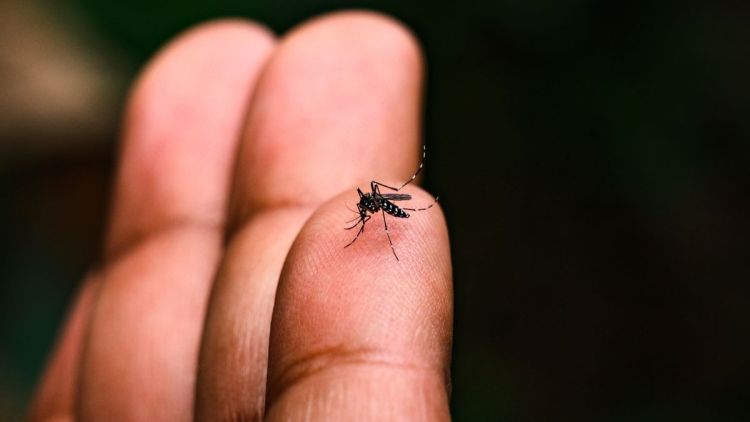 São Carlos registra queda de 98% nos casos confirmados de dengue em 2026