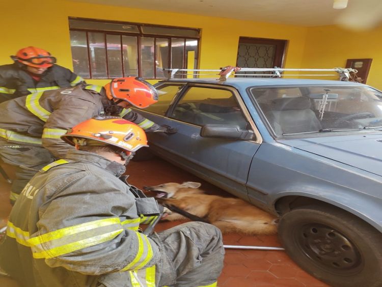 Bombeiros capturam lobo-guará na Vila Marcelino