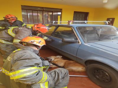 Bombeiros capturam lobo-guará na Vila Marcelino
