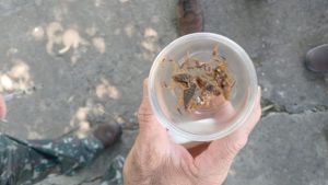 Controle de sinantrópicos captura mais de 140 escorpiões após ações no Selmi Dei I
