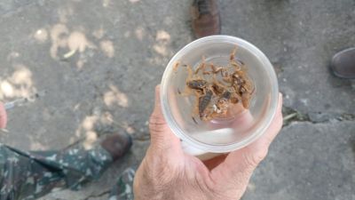 Controle de sinantrópicos captura mais de 140 escorpiões após ações no Selmi Dei I