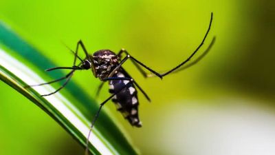 São Carlos registra 15 óbitos confirmados para dengue